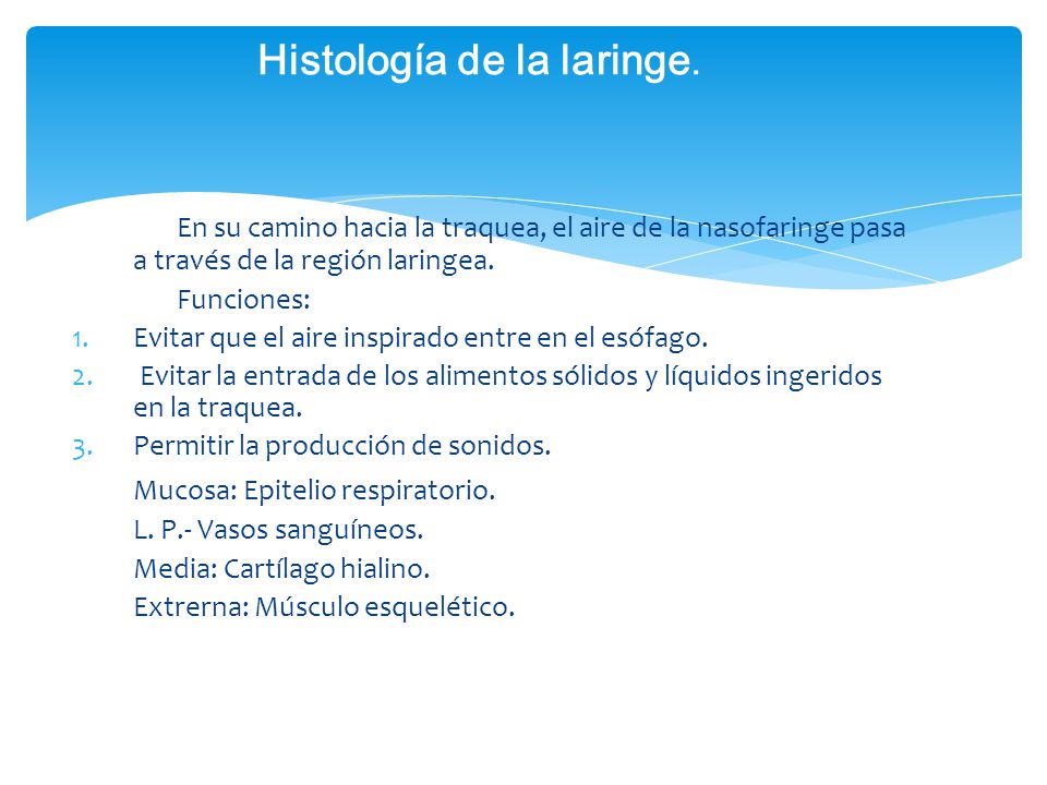 Histología de la laringe.