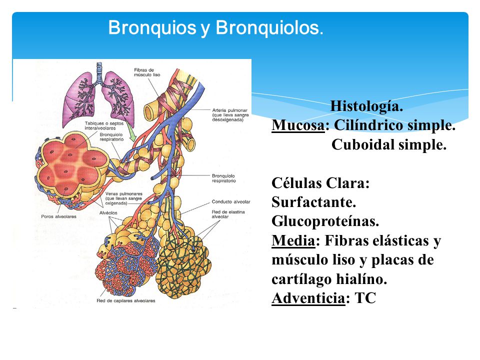 Bronquios y Bronquiolos.