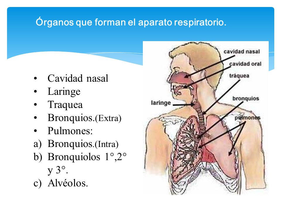 Órganos que forman el aparato respiratorio.