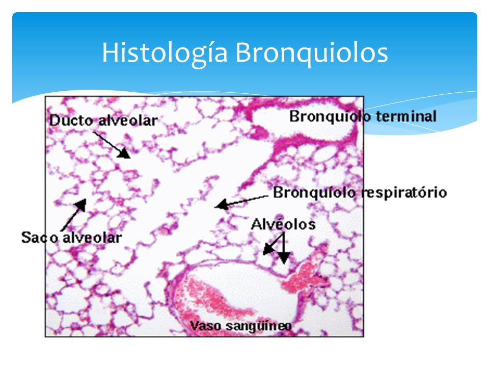 Histología Bronquiolos
