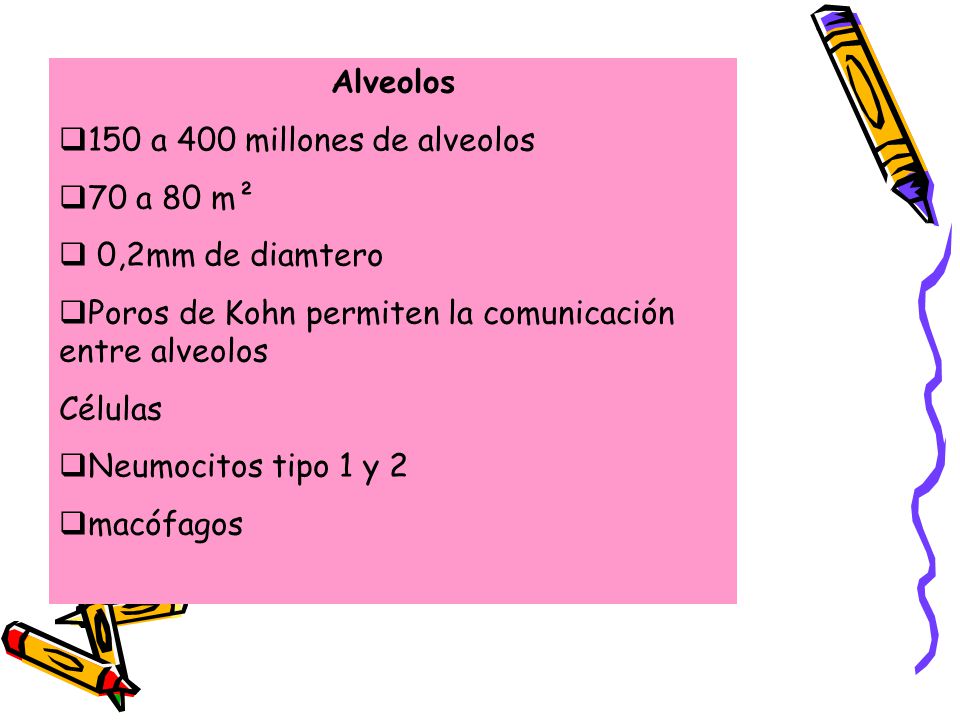 Alveolos 150 a 400 millones de alveolos. 70 a 80 m². 0,2mm de diamtero. Poros de Kohn permiten la comunicación entre alveolos.