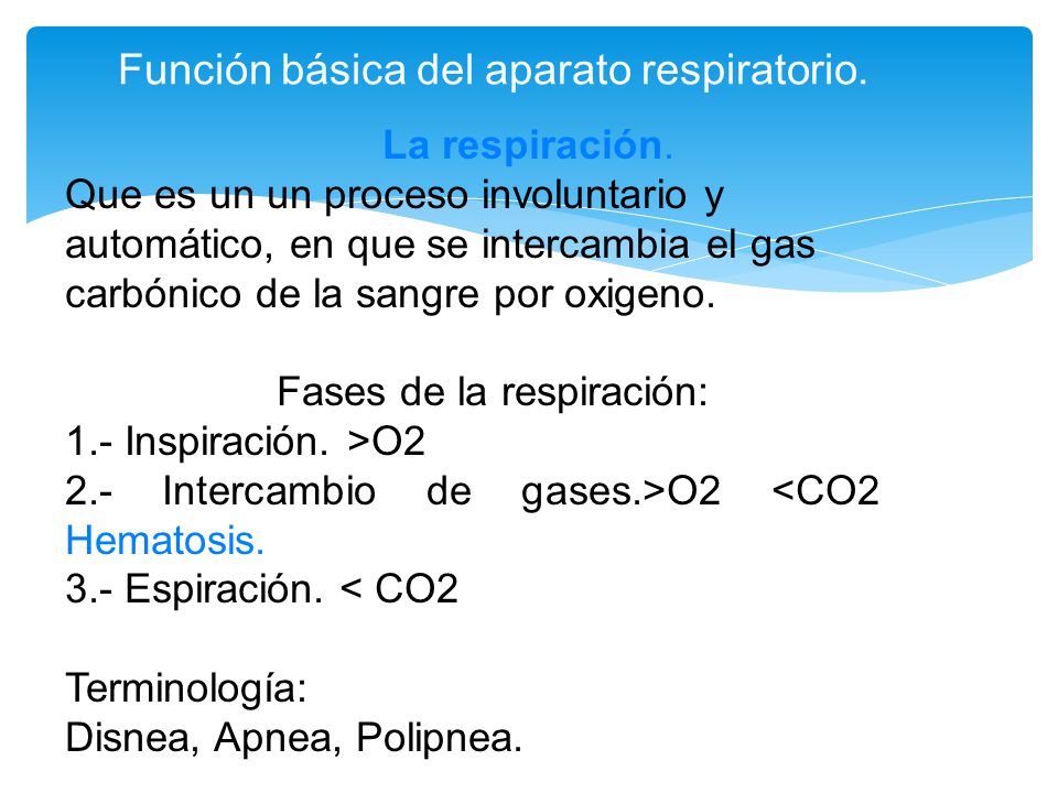 Función básica del aparato respiratorio.