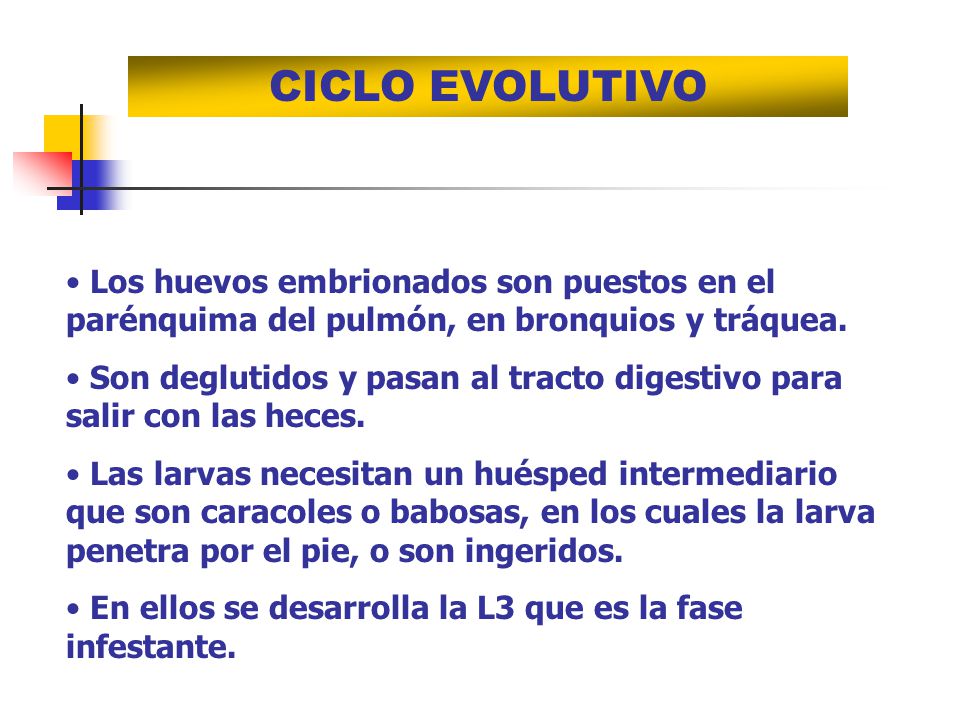 CICLO EVOLUTIVO Los huevos embrionados son puestos en el parénquima del pulmón, en bronquios y tráquea.