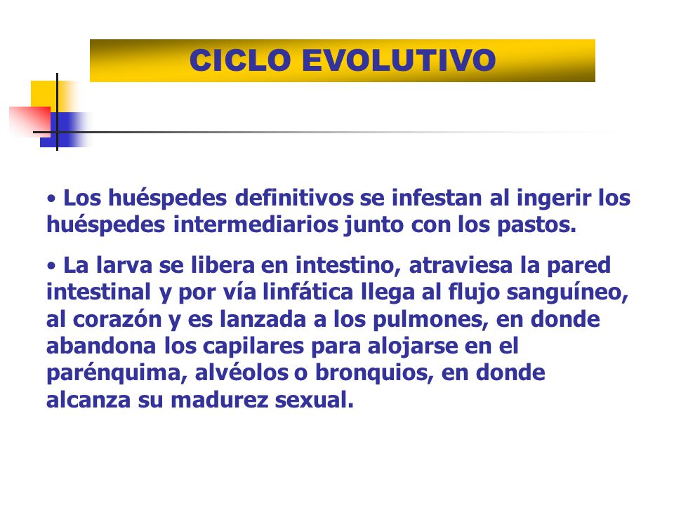 CICLO EVOLUTIVO Los huéspedes definitivos se infestan al ingerir los huéspedes intermediarios junto con los pastos.