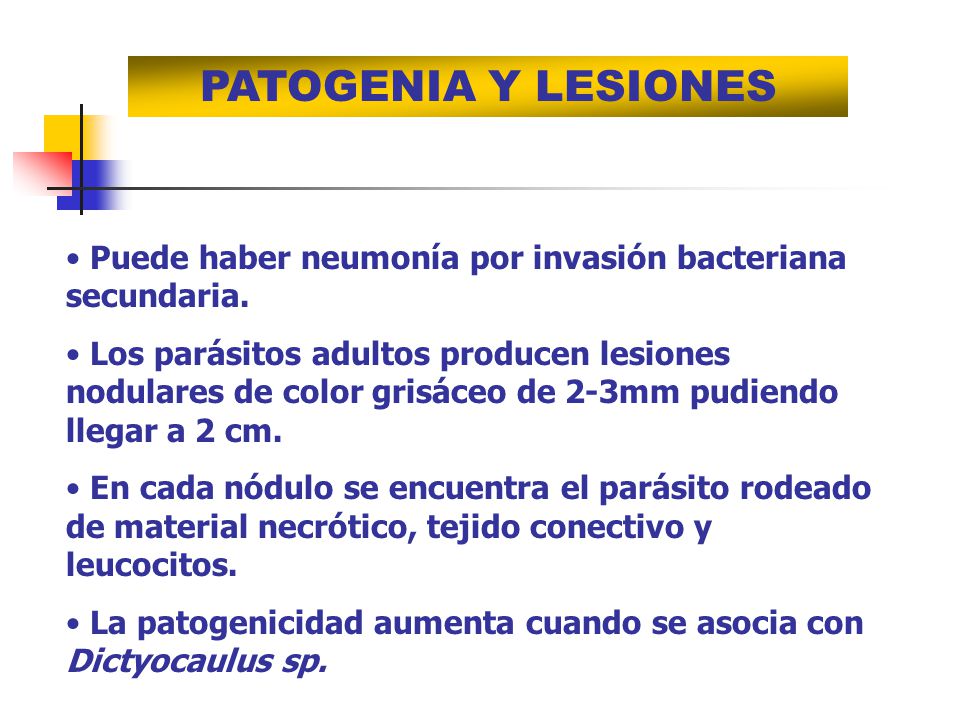 PATOGENIA Y LESIONES Puede haber neumonía por invasión bacteriana secundaria.