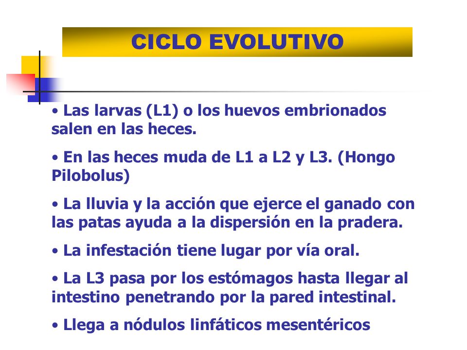 CICLO EVOLUTIVO Las larvas (L1) o los huevos embrionados salen en las heces. En las heces muda de L1 a L2 y L3. (Hongo Pilobolus)