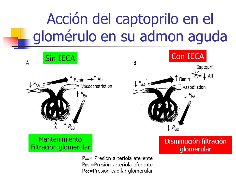Acción del captoprilo en el glomérulo en su admon aguda
