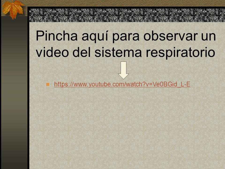 Pincha aquí para observar un video del sistema respiratorio
