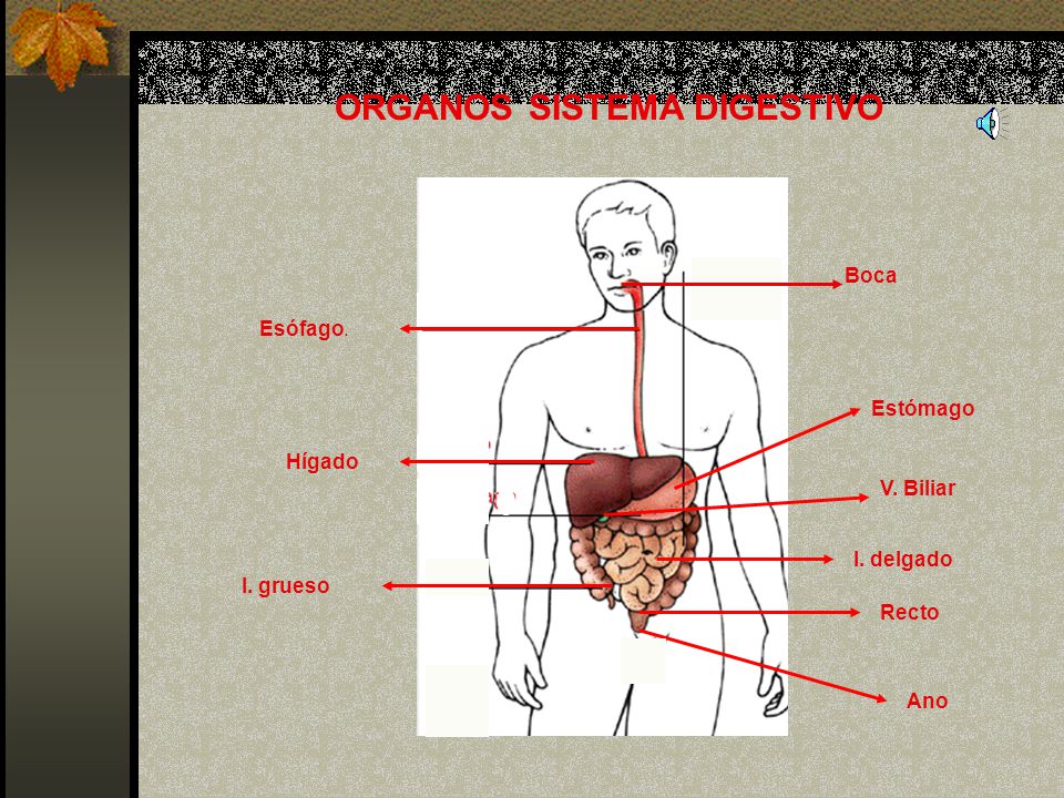 ORGANOS SISTEMA DIGESTIVO