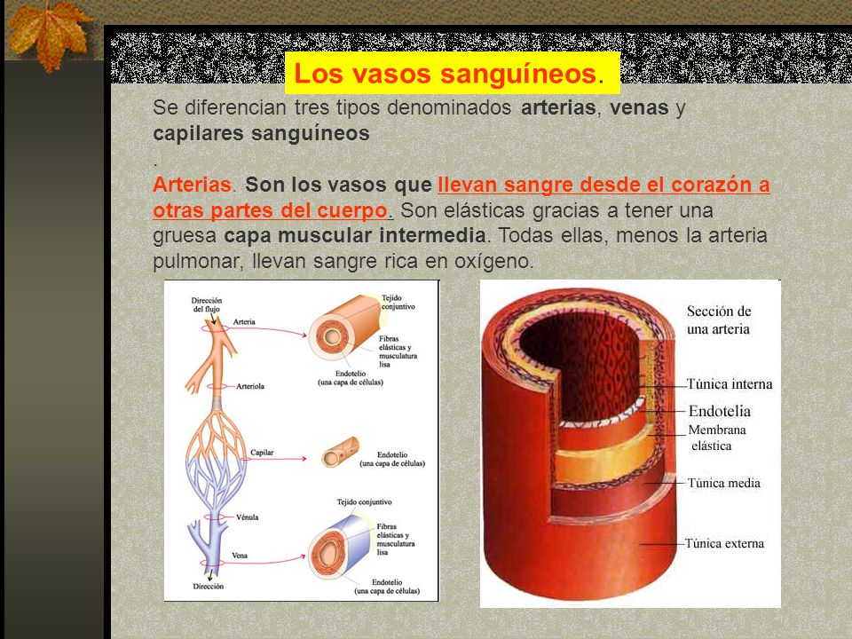Los vasos sanguíneos. Se diferencian tres tipos denominados arterias, venas y capilares sanguíneos.