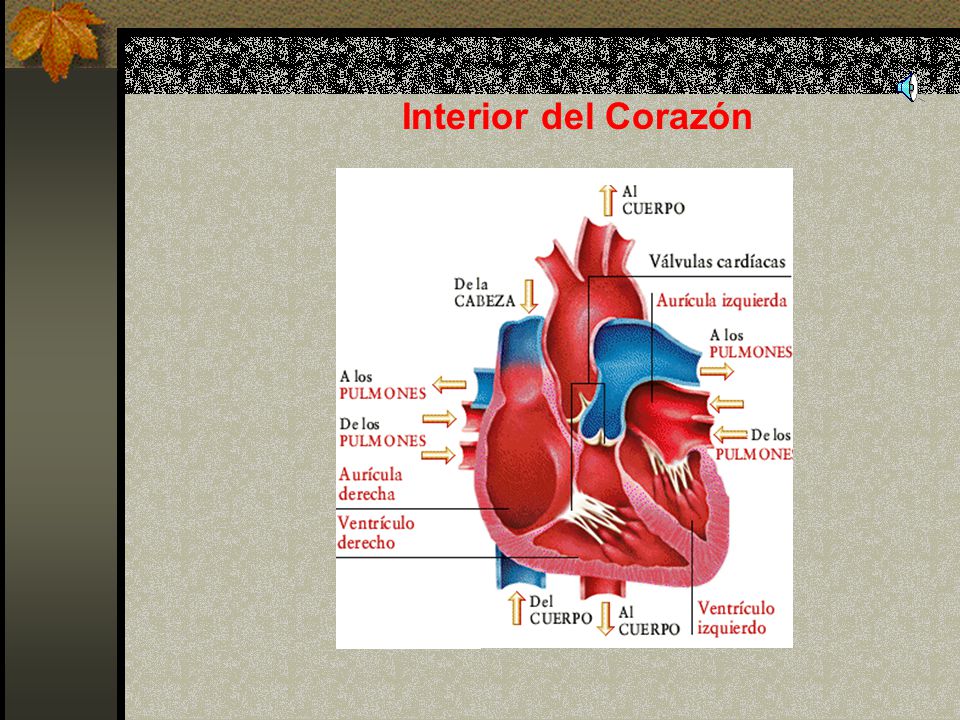 Interior del Corazón