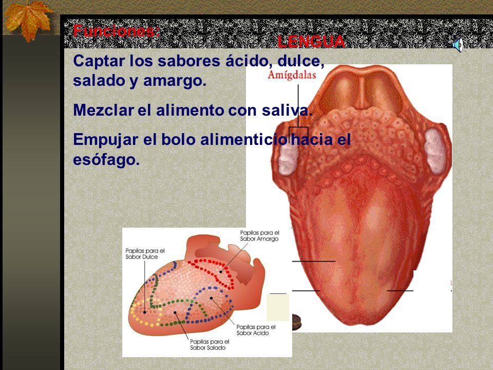 Funciones: Captar los sabores ácido, dulce, salado y amargo. Mezclar el alimento con saliva. Empujar el bolo alimenticio hacia el esófago.