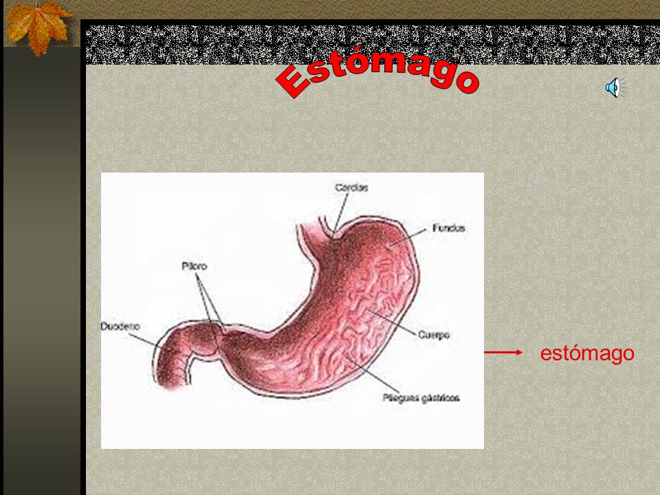 Estómago estómago