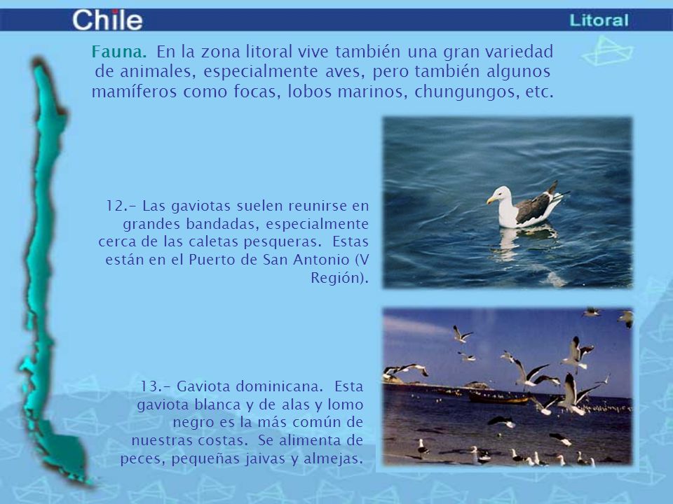 Fauna. En la zona litoral vive también una gran variedad de animales, especialmente aves, pero también algunos mamíferos como focas, lobos marinos, chungungos, etc.