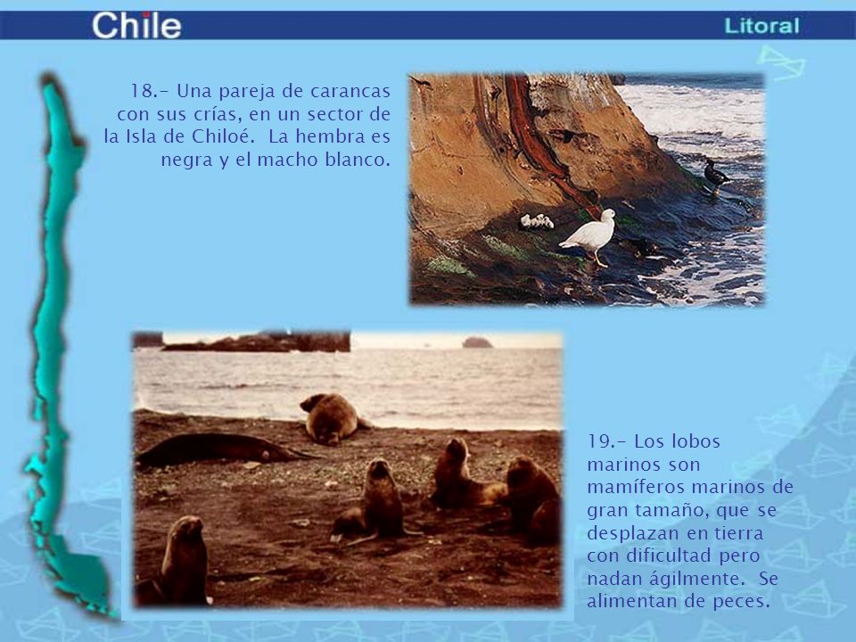 18.- Una pareja de carancas con sus crías, en un sector de la Isla de Chiloé. La hembra es negra y el macho blanco.