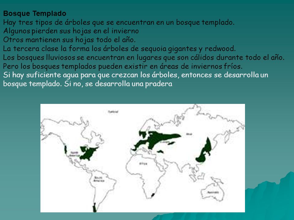 Bosque Templado Hay tres tipos de árboles que se encuentran en un bosque templado. Algunos pierden sus hojas en el invierno.