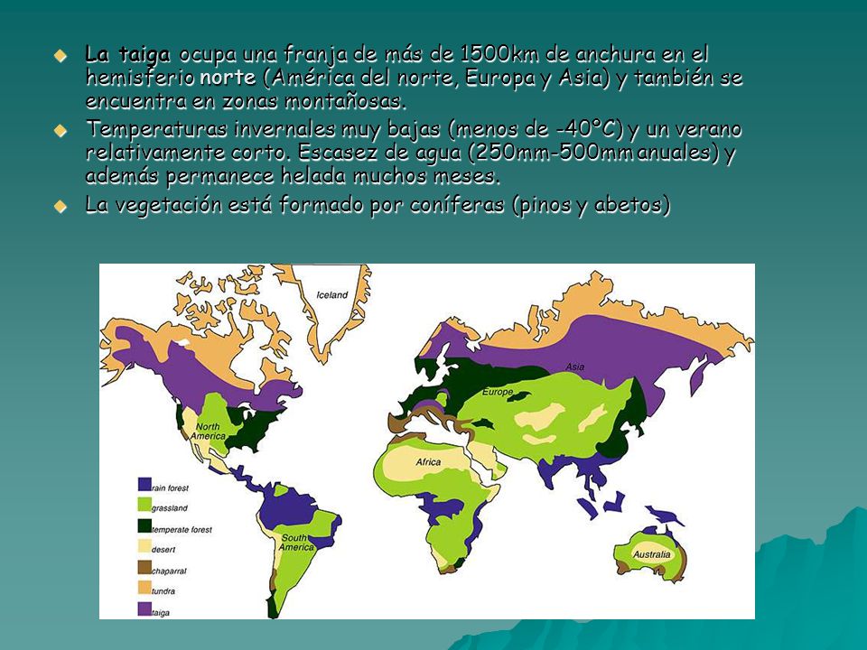 La taiga ocupa una franja de más de 1500km de anchura en el hemisferio norte (América del norte, Europa y Asia) y también se encuentra en zonas montañosas.