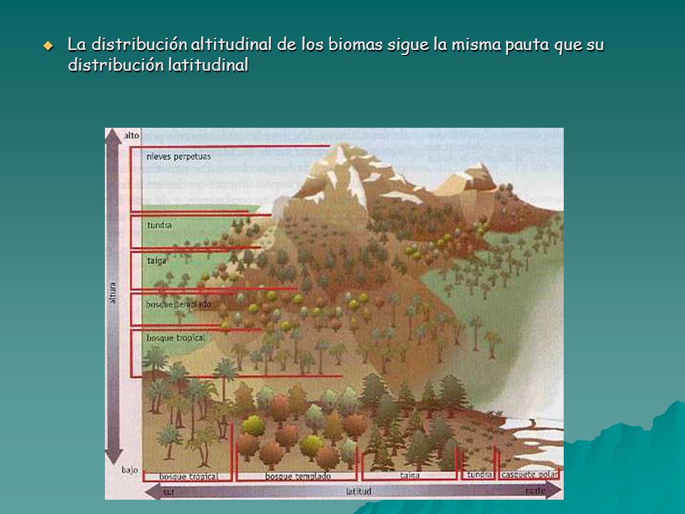 La distribución altitudinal de los biomas sigue la misma pauta que su distribución latitudinal