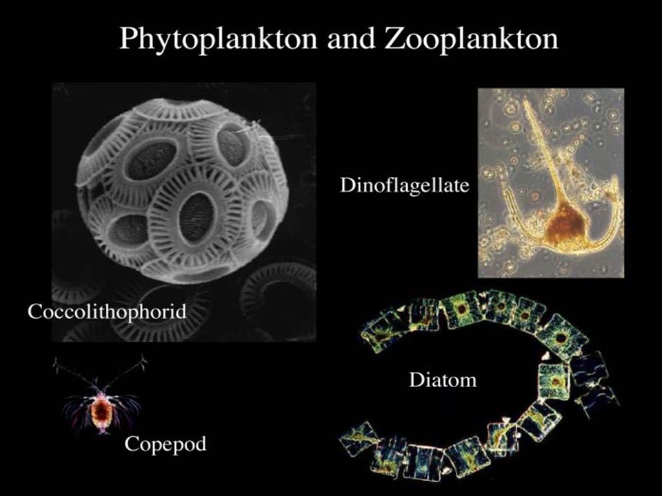 Фитопланктон вес. Фитопланктон. Представители фитопланктона. Фитопланктон строение. Фитопланктон это растение.