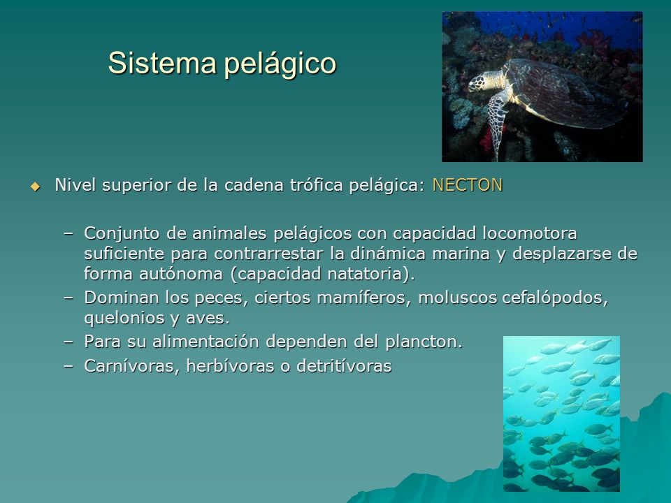 Sistema pelágico Nivel superior de la cadena trófica pelágica: NECTON
