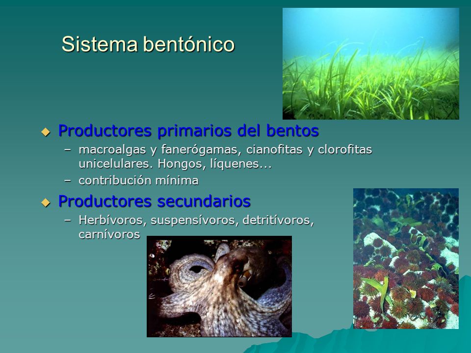 Sistema bentónico Productores primarios del bentos