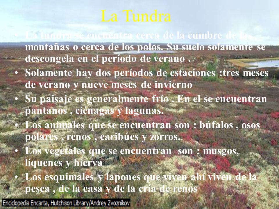 La Tundra La tundra se encuentra cerca de la cumbre de las montañas o cerca de los polos. Su suelo solamente se descongela en el período de verano .