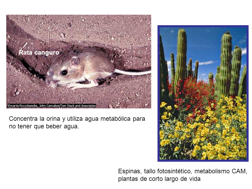 Rata canguro Concentra la orina y utiliza agua metabólica para. no tener que beber agua. Espinas, tallo fotosintético, metabolismo CAM,