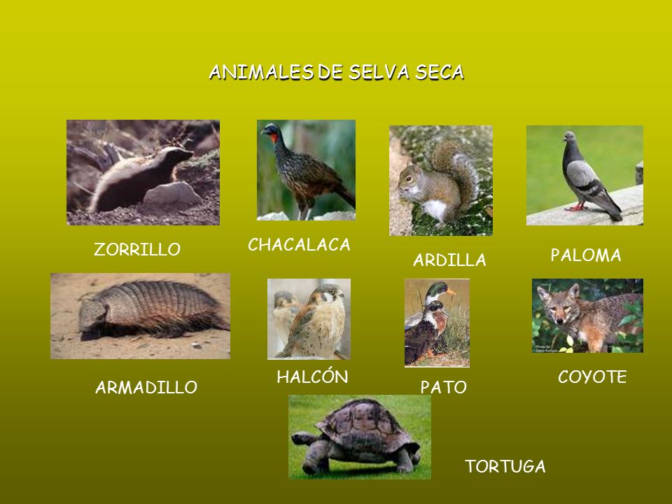 ANIMALES DE SELVA SECA CHACALACA ZORRILLO PALOMA ARDILLA HALCÓN COYOTE