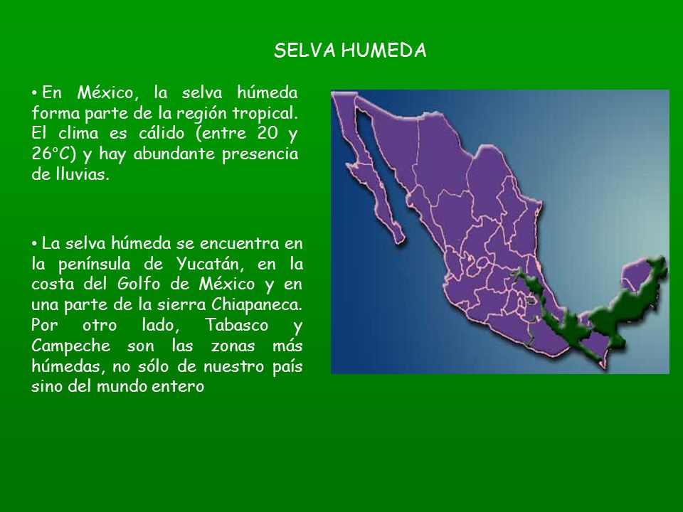 SELVA HUMEDA En México, la selva húmeda forma parte de la región tropical. El clima es cálido (entre 20 y 26°C) y hay abundante presencia de lluvias.