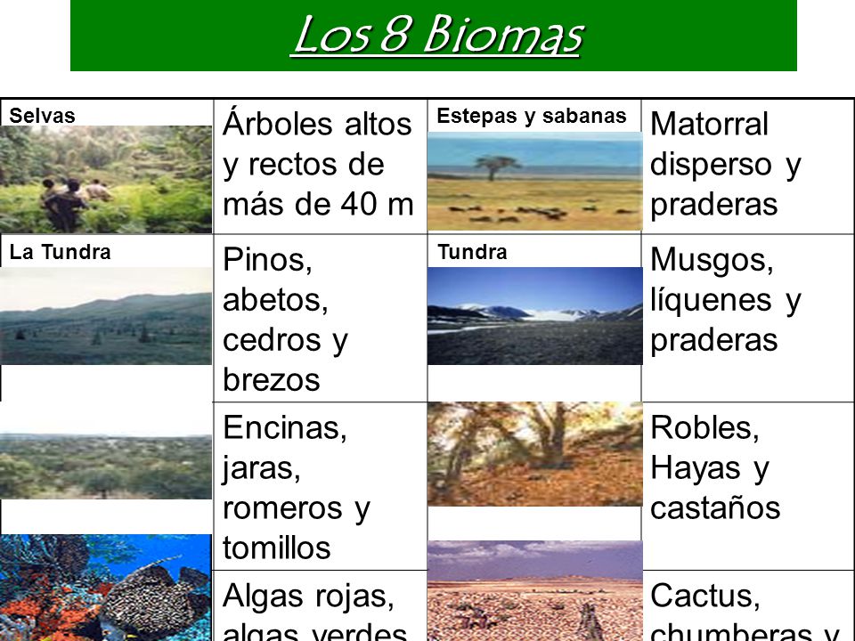 Los 8 Biomas Árboles altos y rectos de más de 40 m