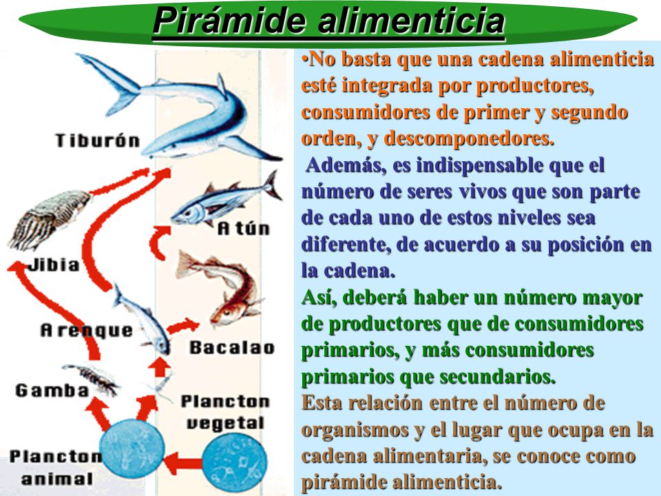 Pirámide alimenticia No basta que una cadena alimenticia esté integrada por productores, consumidores de primer y segundo orden, y descomponedores.