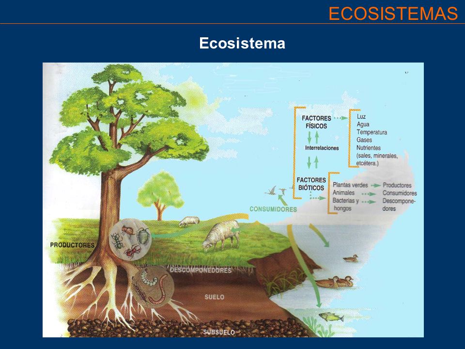 ECOSISTEMAS Ecosistema