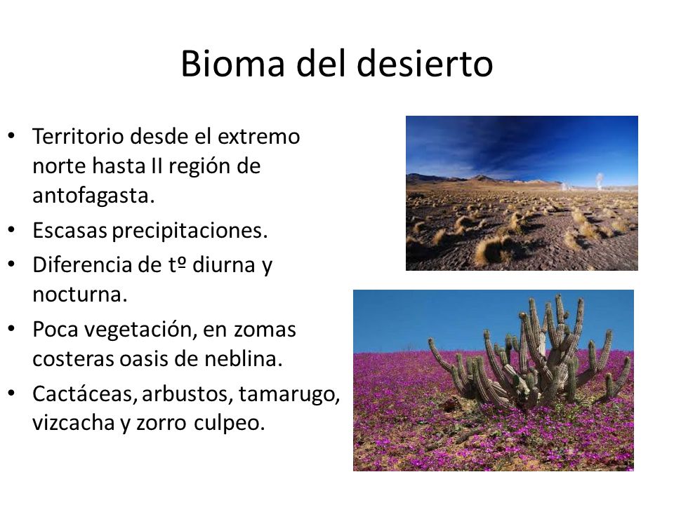 Bioma del desierto Territorio desde el extremo norte hasta II región de antofagasta. Escasas precipitaciones.