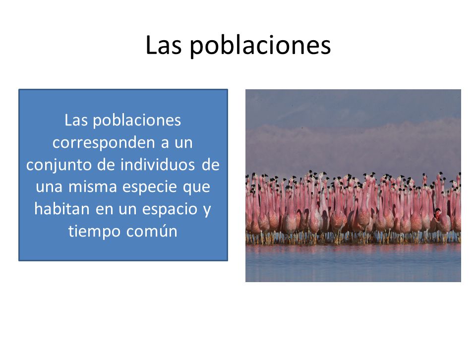 Las poblaciones Las poblaciones corresponden a un conjunto de individuos de una misma especie que habitan en un espacio y tiempo común.