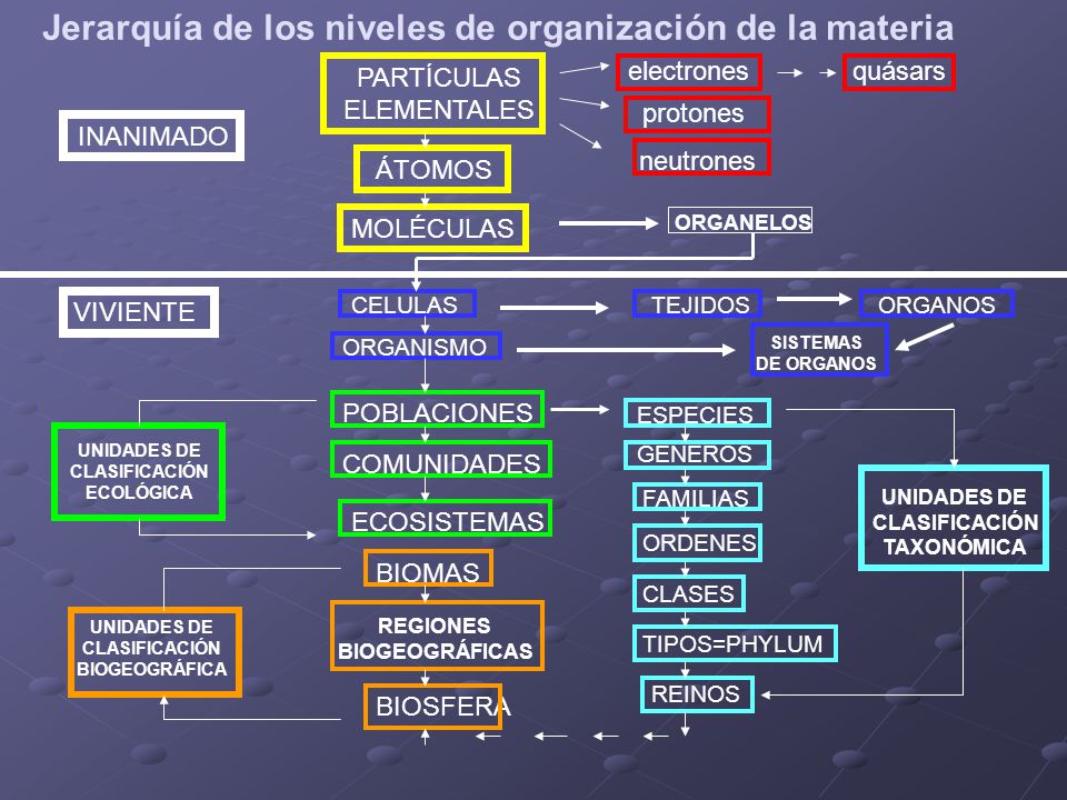 Jerarquía de los niveles de organización de la materia
