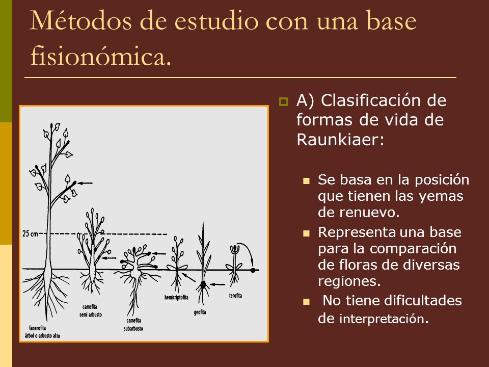 Métodos de estudio con una base fisionómica.