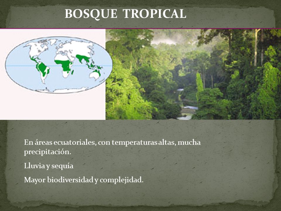 BOSQUE TROPICAL En áreas ecuatoriales, con temperaturas altas, mucha precipitación. Lluvia y sequía.