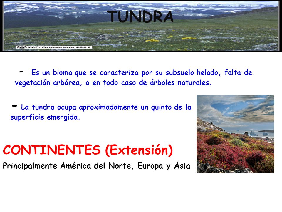 TUNDRA TUNDRA. CONTINENTES (Extensión) Principalmente América del Norte, Europa y Asia.
