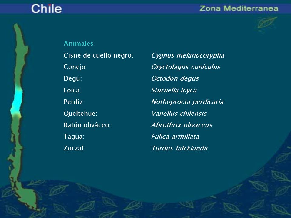 Animales Cisne de cuello negro: Cygnus melanocorypha. Conejo: Oryctolagus cuniculus. Degu: Octodon degus.