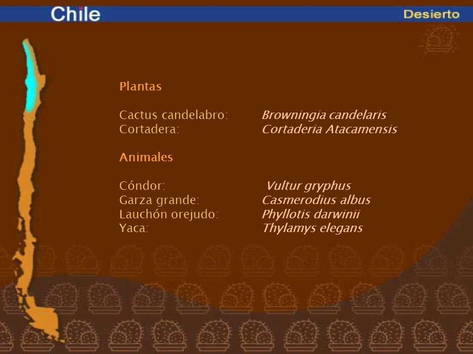 Plantas. Cactus candelabro: Browningia candelaris. Cortadera: Cortaderia Atacamensis. Animales.
