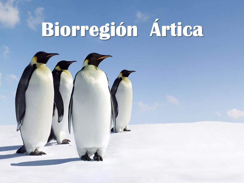 Biorregión Ártica