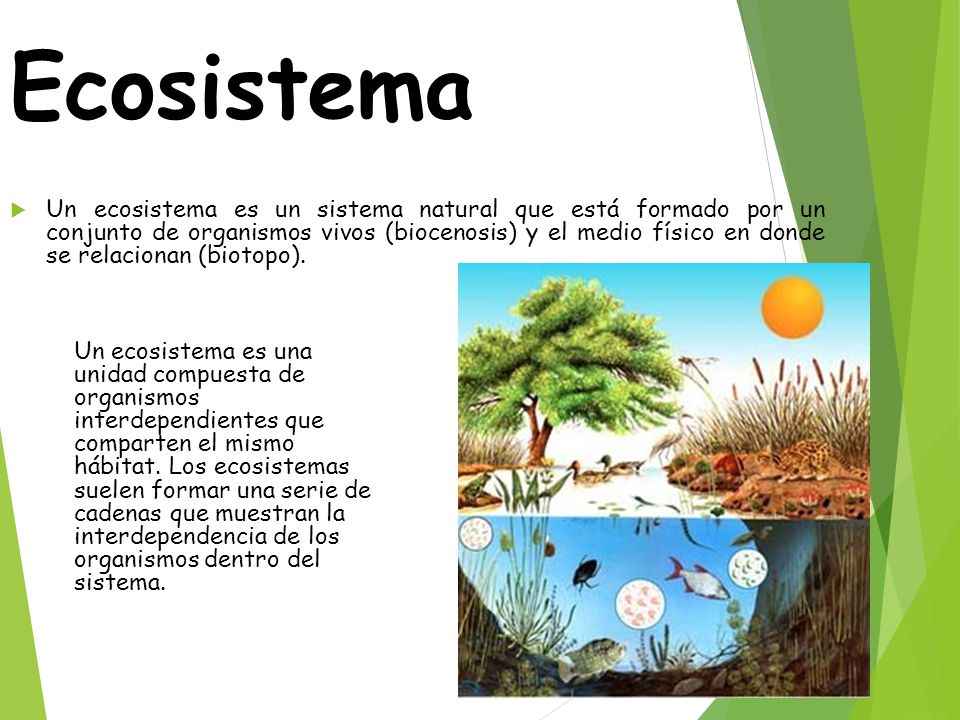 Ecosistema