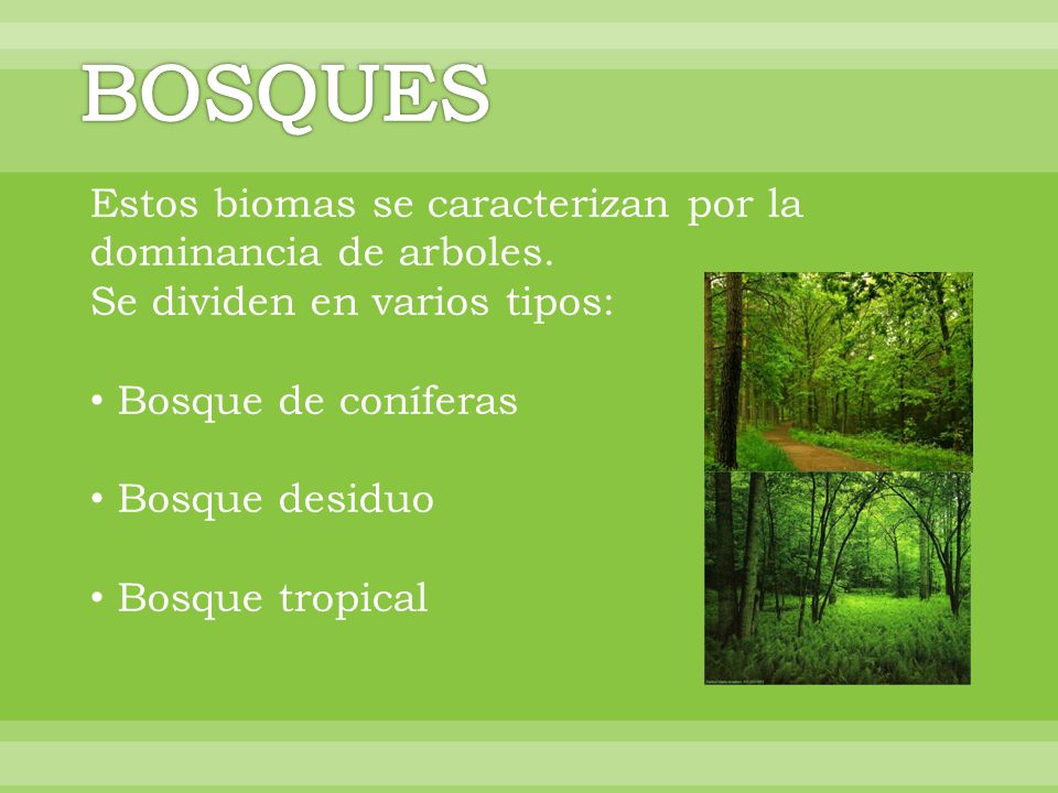 BOSQUES Estos biomas se caracterizan por la dominancia de arboles.