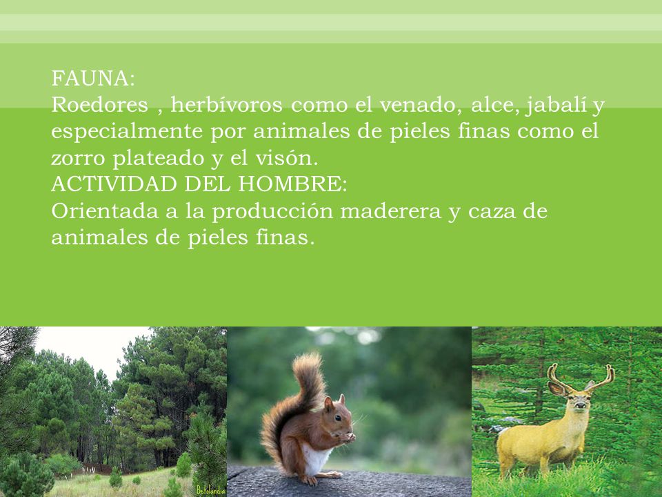 FAUNA: Roedores , herbívoros como el venado, alce, jabalí y especialmente por animales de pieles finas como el zorro plateado y el visón.