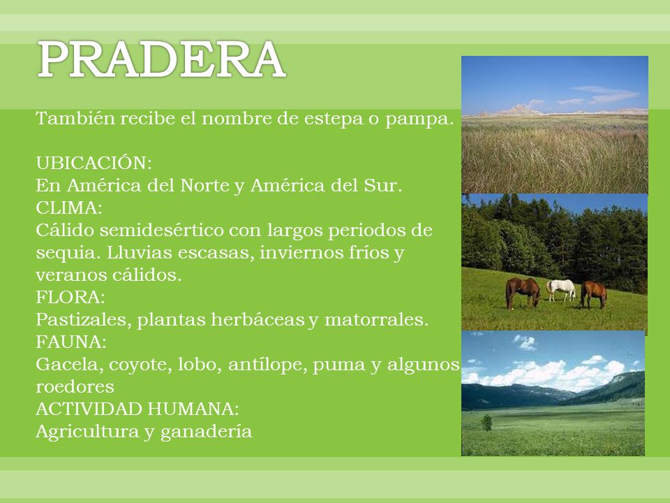 PRADERA También recibe el nombre de estepa o pampa. UBICACIÓN: