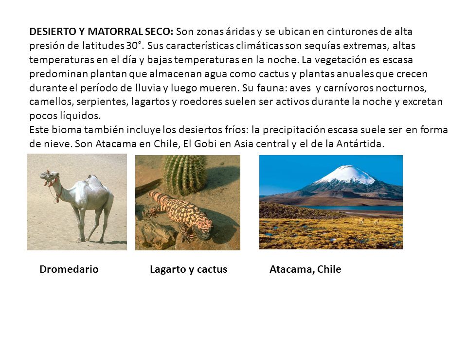 DESIERTO Y MATORRAL SECO: Son zonas áridas y se ubican en cinturones de alta presión de latitudes 30°. Sus características climáticas son sequías extremas, altas temperaturas en el día y bajas temperaturas en la noche. La vegetación es escasa predominan plantan que almacenan agua como cactus y plantas anuales que crecen durante el período de lluvia y luego mueren. Su fauna: aves y carnívoros nocturnos, camellos, serpientes, lagartos y roedores suelen ser activos durante la noche y excretan pocos líquidos.