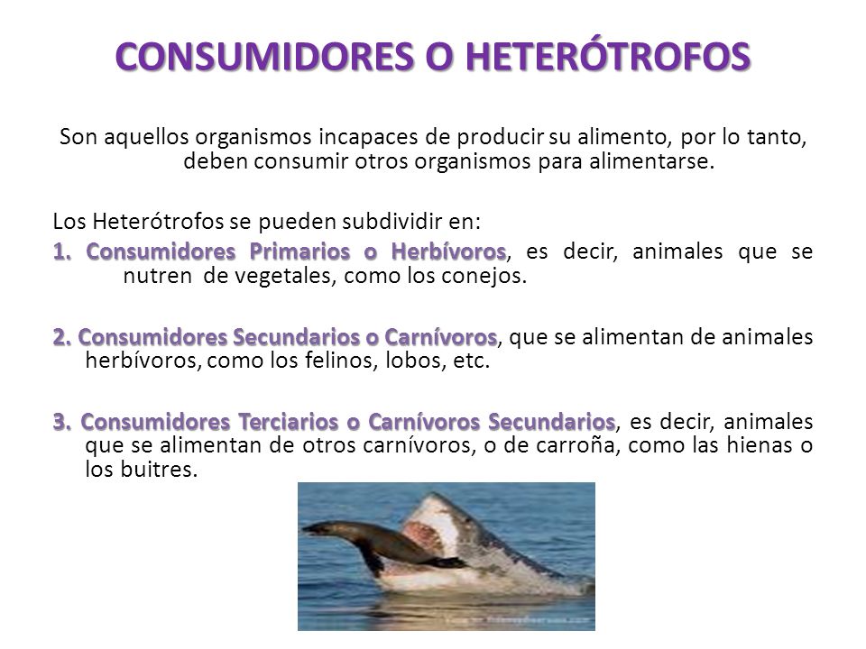 CONSUMIDORES O HETERÓTROFOS