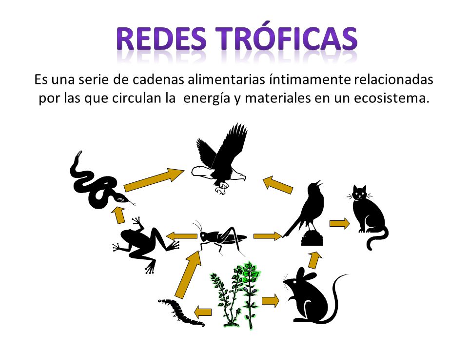 REDES TRÓFICAS Es una serie de cadenas alimentarias íntimamente relacionadas por las que circulan la energía y materiales en un ecosistema.