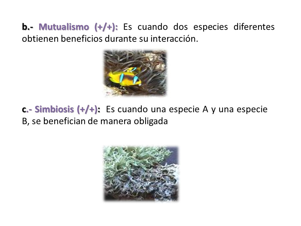 b.- Mutualismo (+/+): Es cuando dos especies diferentes obtienen beneficios durante su interacción.