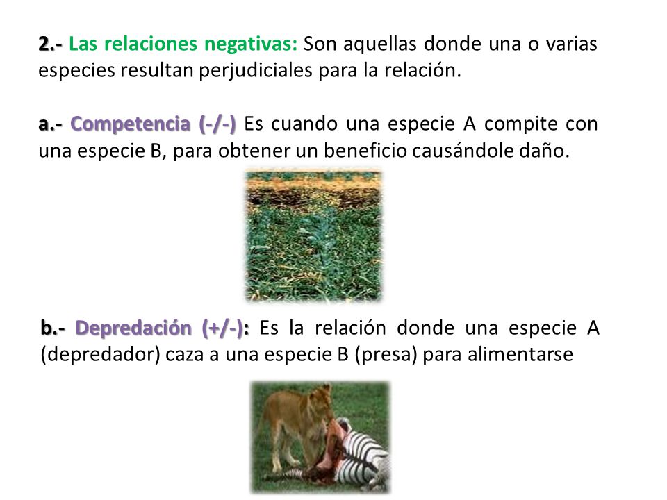 2.- Las relaciones negativas: Son aquellas donde una o varias especies resultan perjudiciales para la relación.